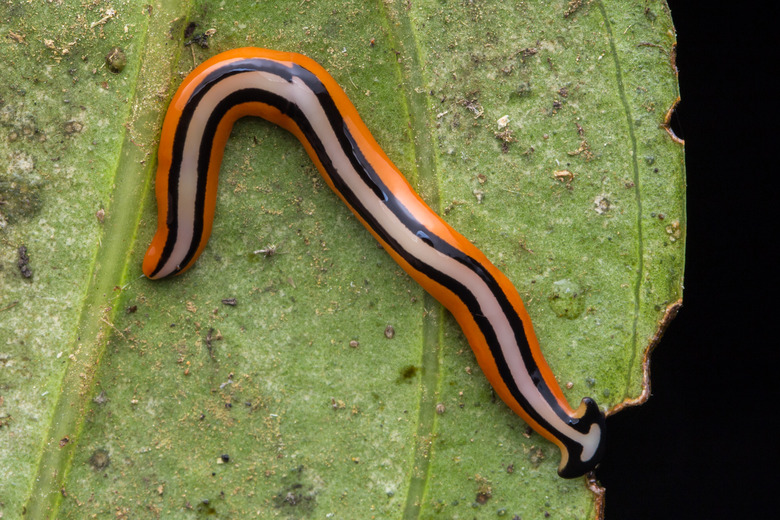 Beautiful Close-up image of color hammerhead worm from Borneo