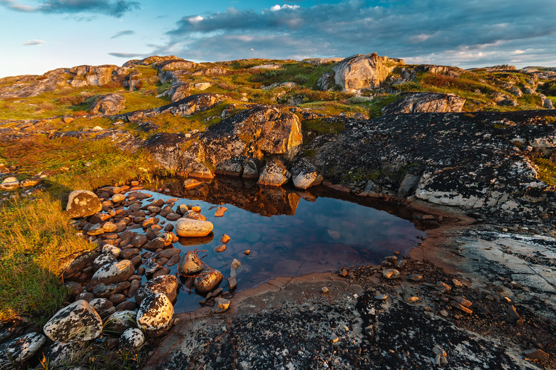 Plant Adaptations in the Tundra