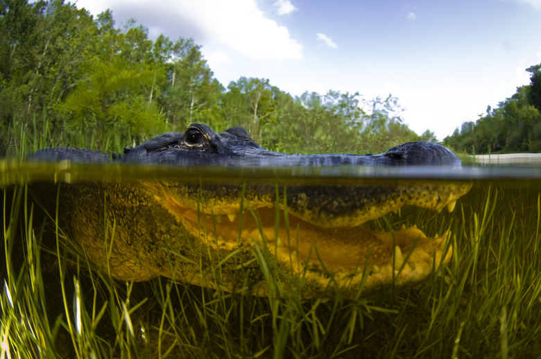 A closeup of an alligator under water