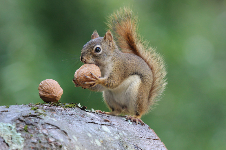 Plant & Animal Adaptations in Temperate Forests