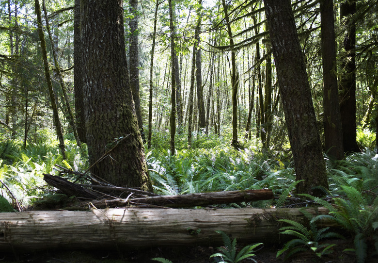 Forset floor with fallen trees and ferns.