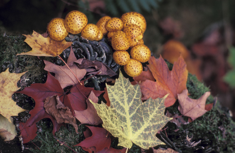 Mushrooms growing by autumn leafs