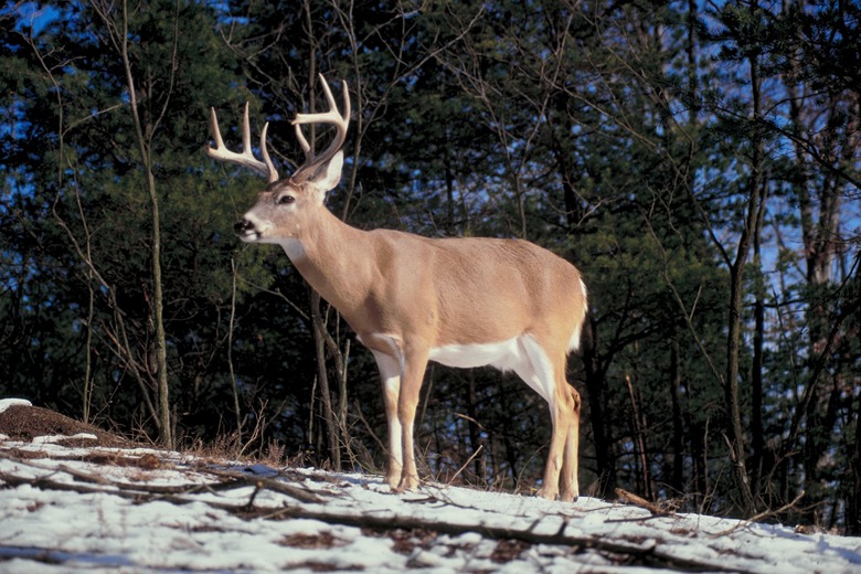 Deer in winter