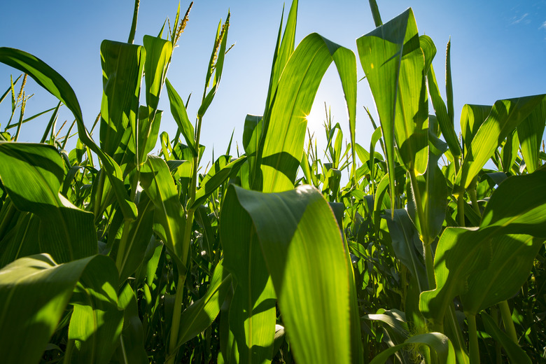 Agribusiness Farm Field Genetically Modified Corn Crop Growing Before Harvest