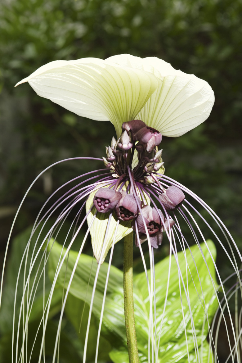 White and purple flower