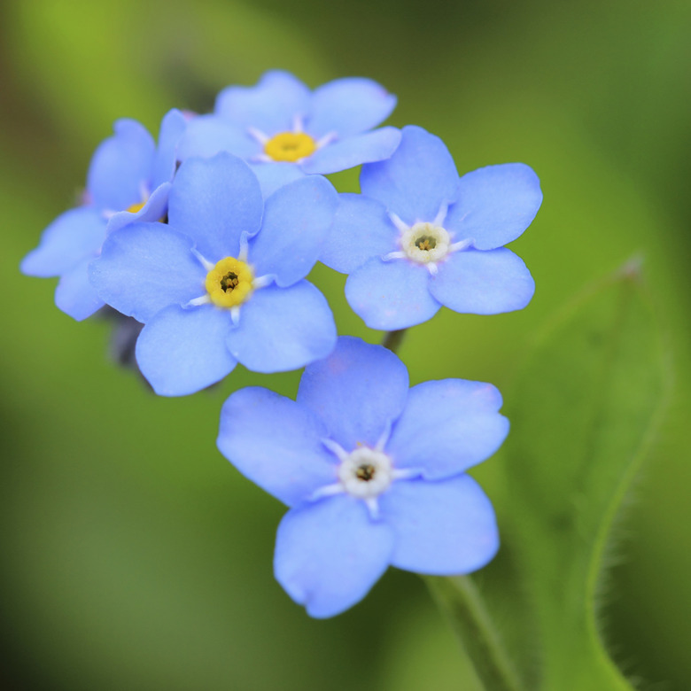 Forget-me-nots flowers