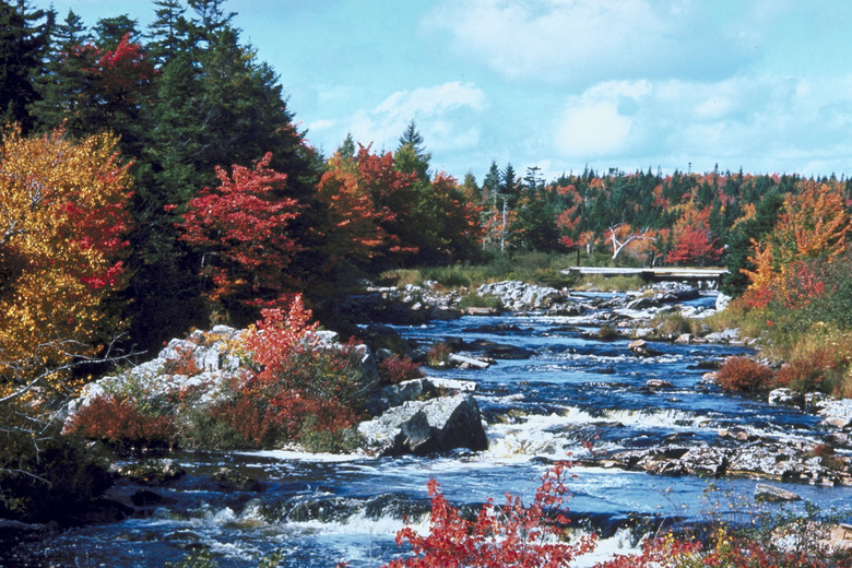 River and forest in autumn , Nova Scotia , Canada