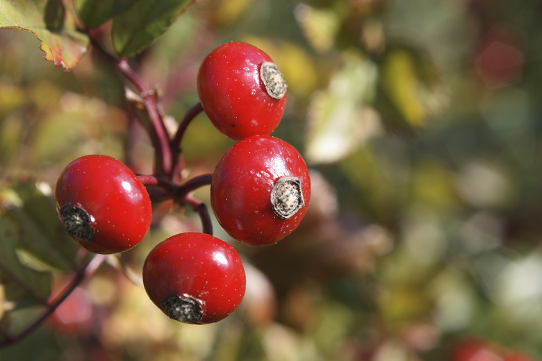 Red wild berry close-up.