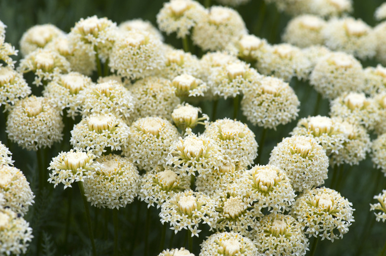 Achillea