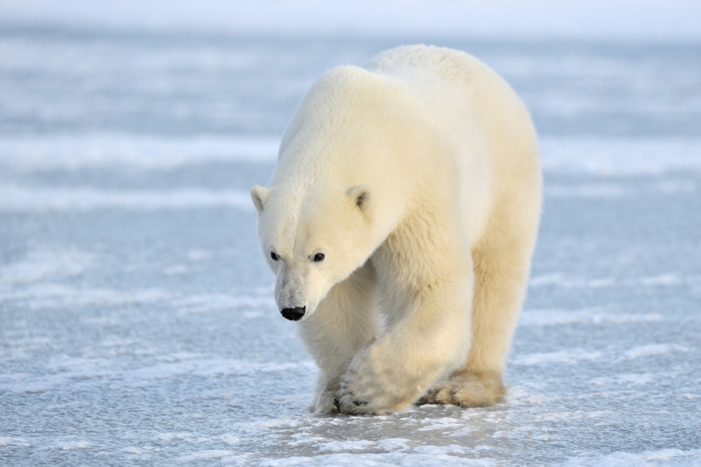 Polar Bear walking on blue Ice