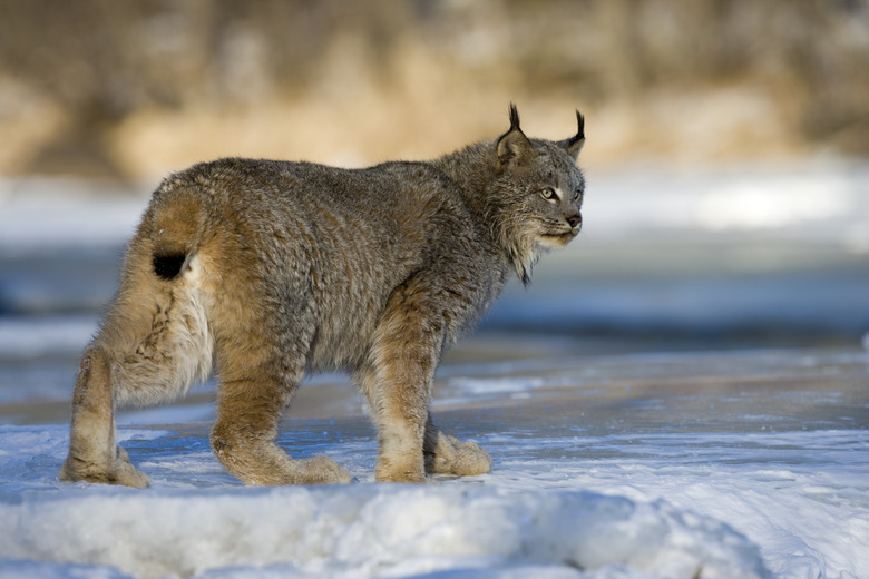 Canadian lynx, Lynxa canadensis