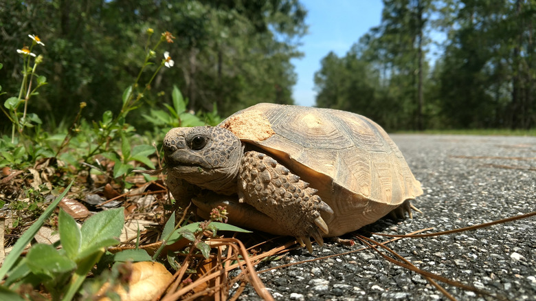 Young Gopher Tortoise eating vegetation at edge of road