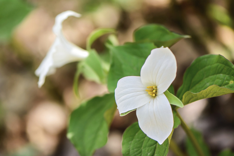 Trillium Pair