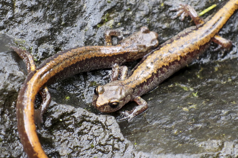 Larch Mountain Salamanders