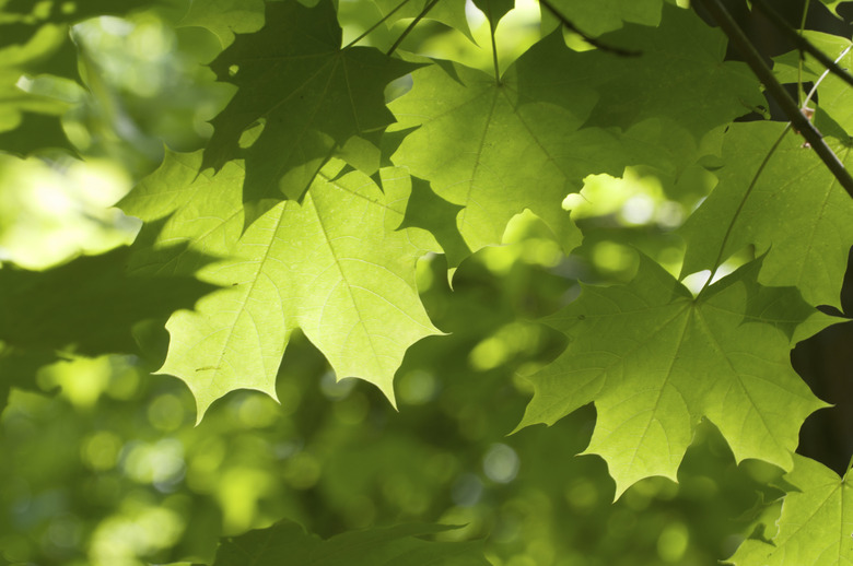 Green maple leaves