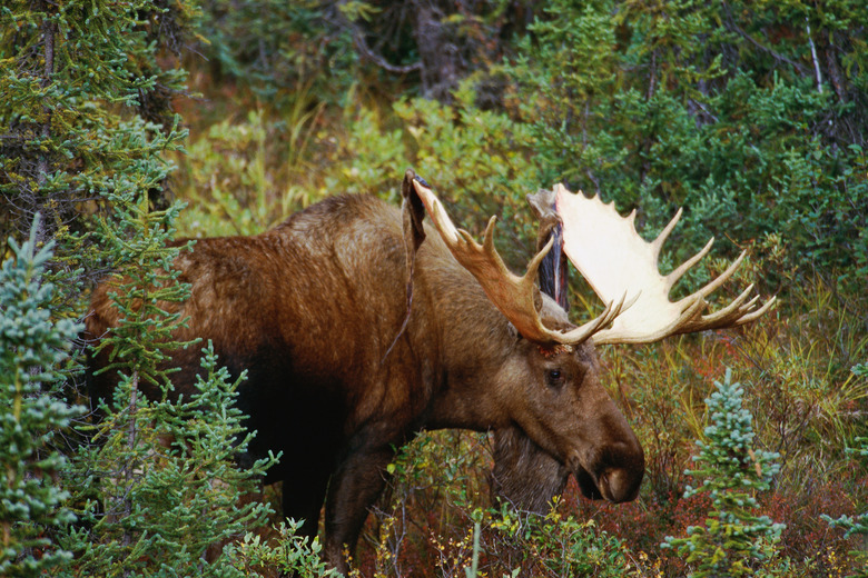 Bull moose grazing