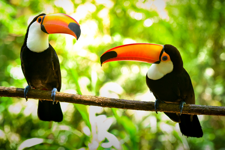 Two Toco Toucan Birds