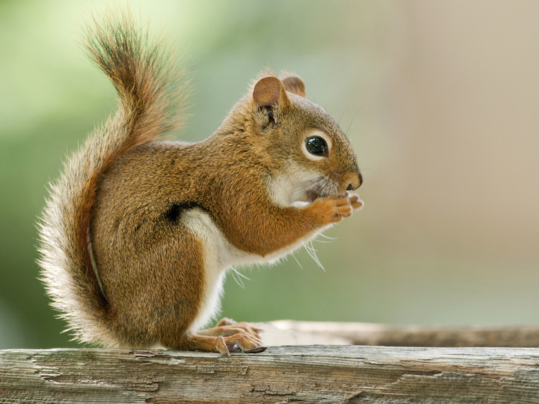 American Red Squirrel