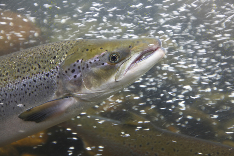 Salmon fish in the water, close-up