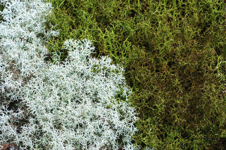 reindeer moss for a close-up