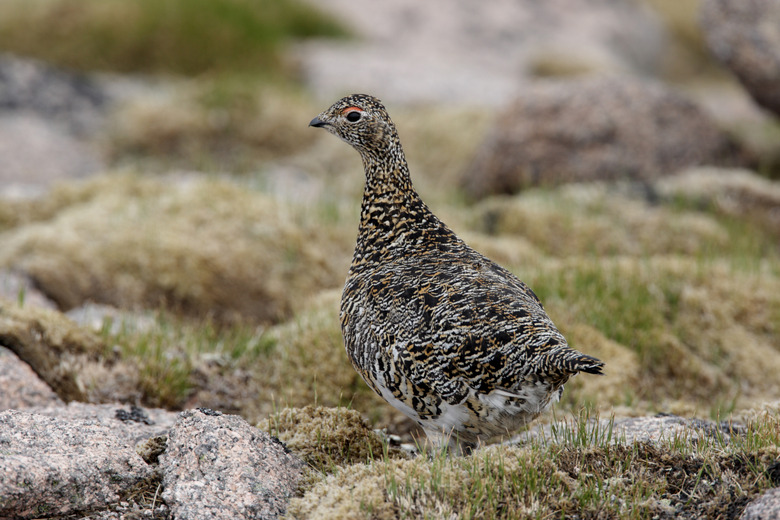 Ptarmigan, Lagopus mutus