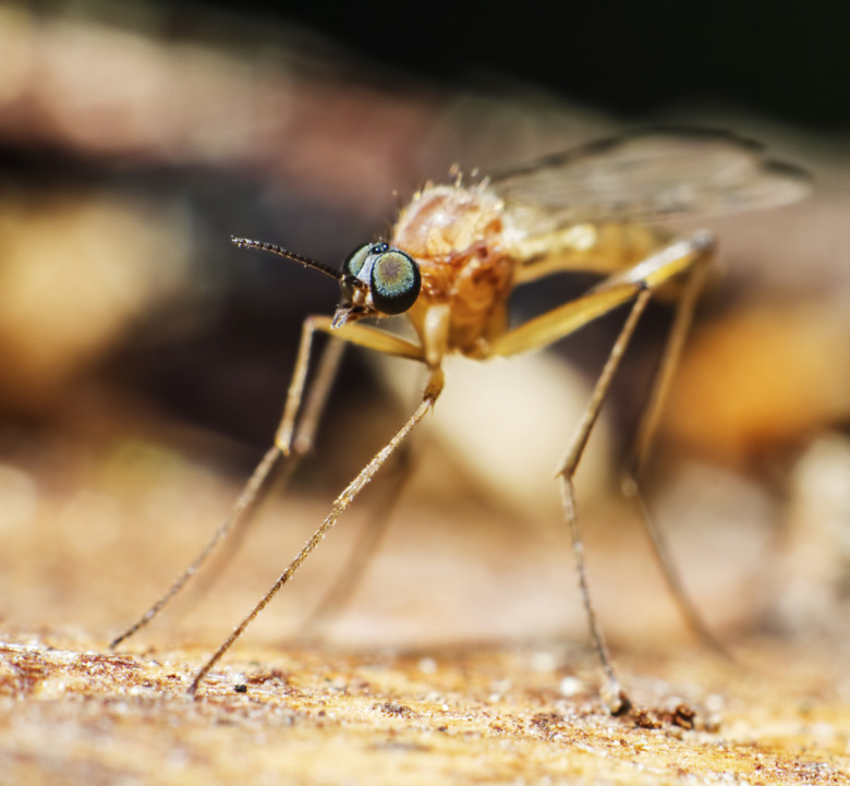 Portrait of a mosquito