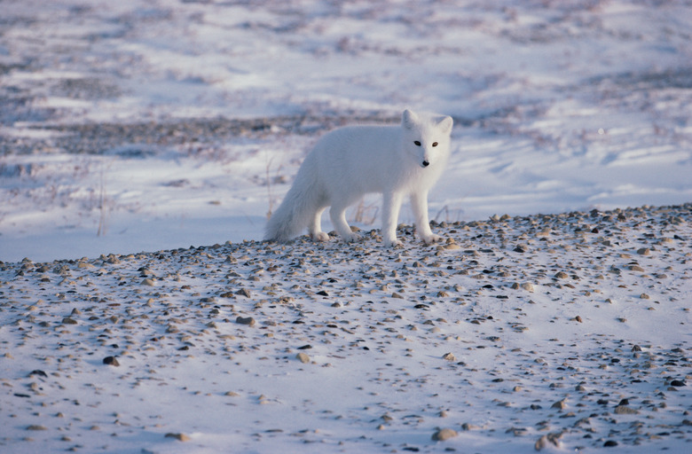 Alert arctic fox on the tundra