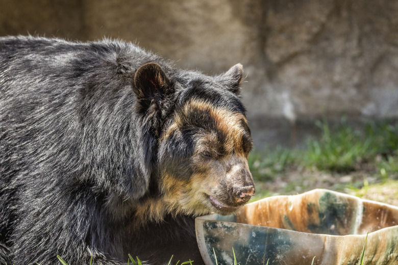 Andean Bear