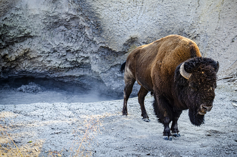 Bison in the Yellowstone National Park