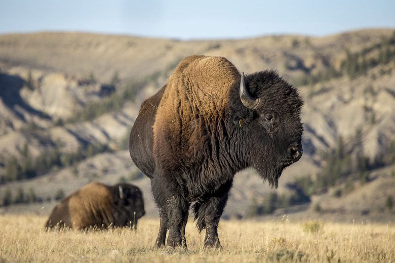 Bison Buffalo