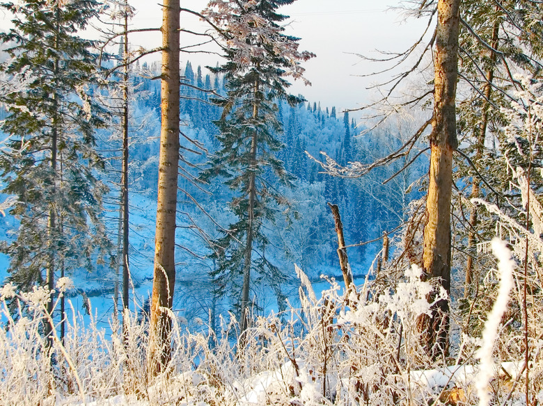 Snowy Winter Forest