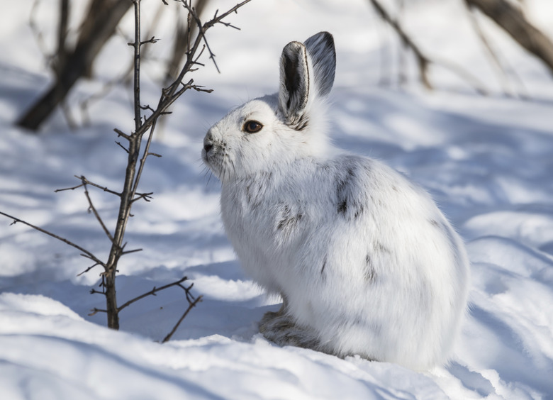 White Snowshoe Hare on snow