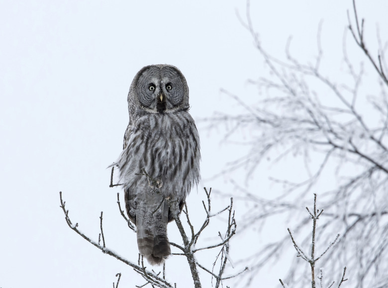 Great grey owl (Strix nebulosa) perching in winter