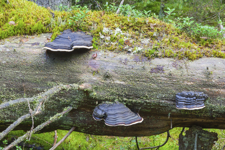 Polypores