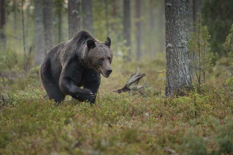 Male brown bear