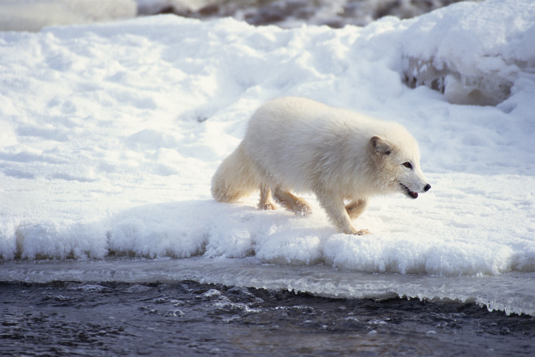 Arctic fox