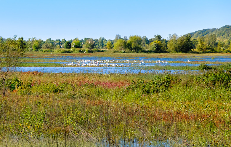 View of Missouri conservation area with white pelicans