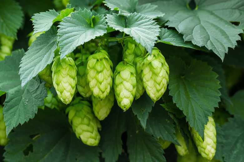 Green hops