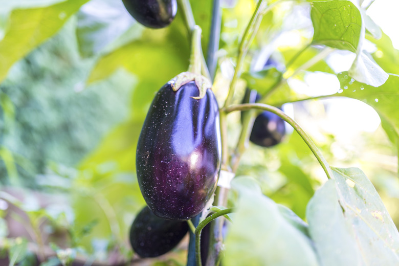 Eggplants growing