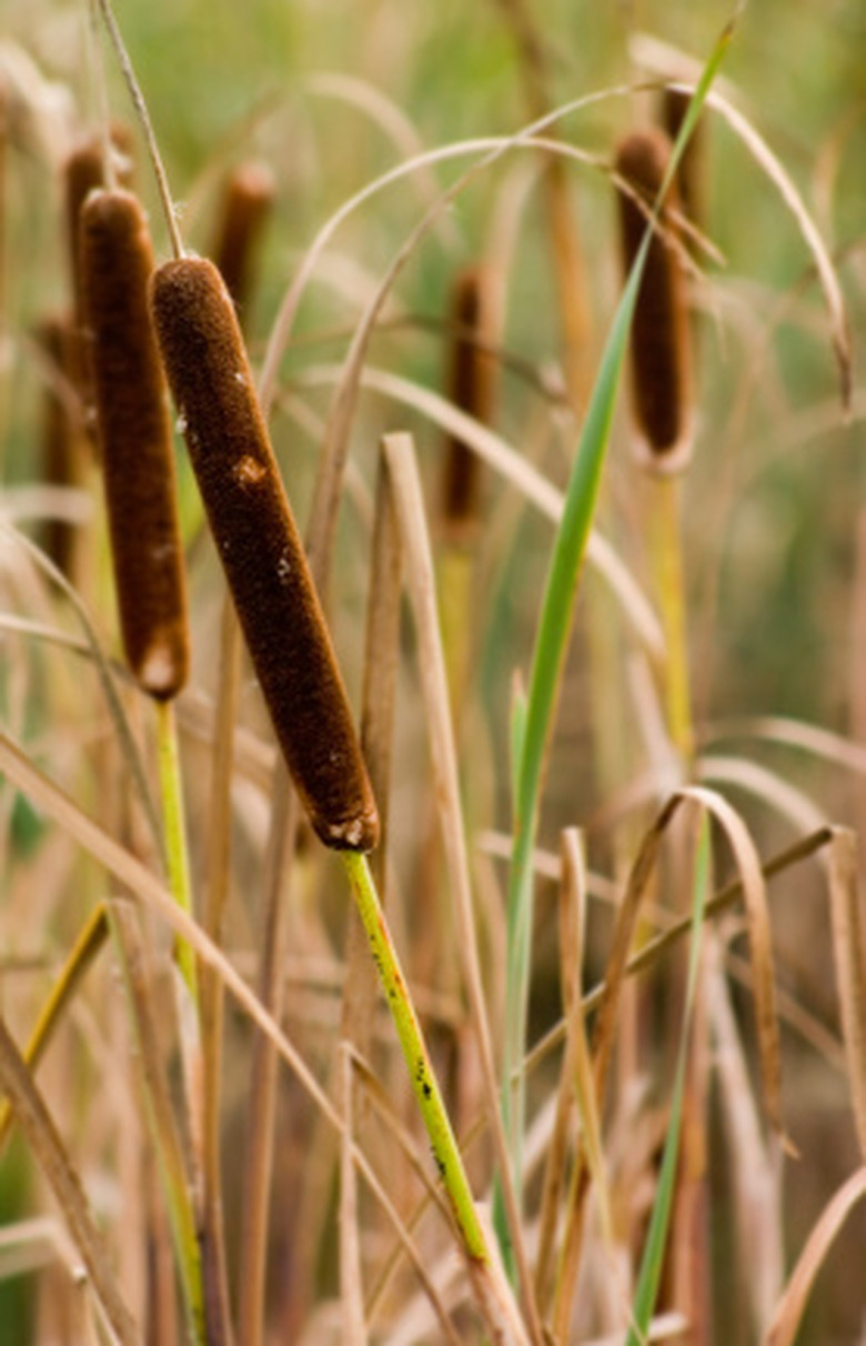 Plants Found in Lakes & Ponds