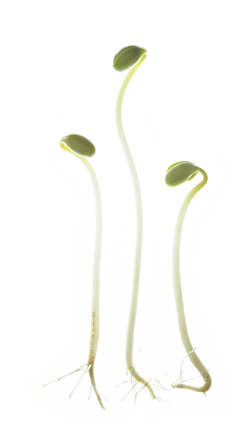 Soybean sprouts with roots isolated