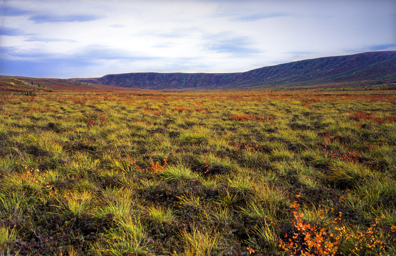 Tundra changing color during arctic autumn in August - Tombstone mountains, Yukon, Canada