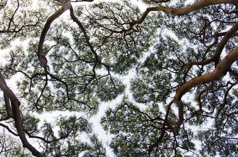 Silhouette of tree canopy