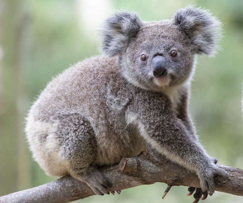 Koala on a tree branch