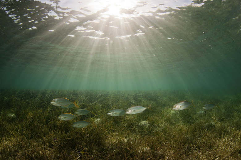 School Of Fish Over Seagrass Bed