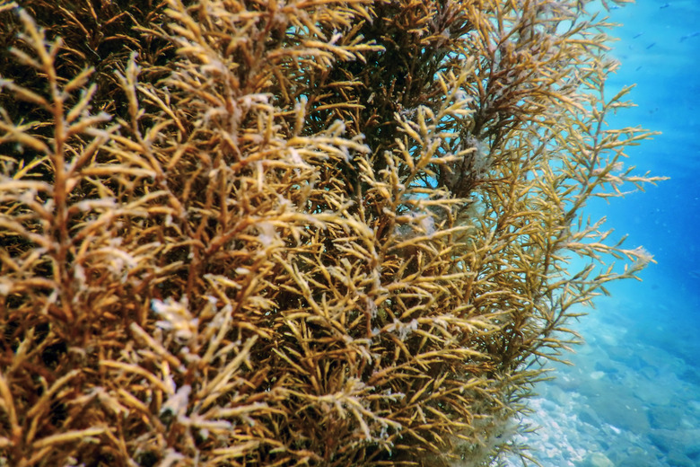 Seagrass is a pelagic zone plant.