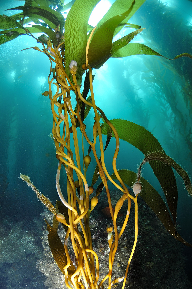 Kelp, a seaweed