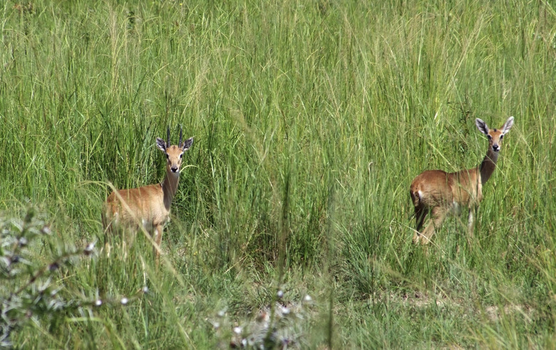 Uganda Kobs in high grassy ambiance