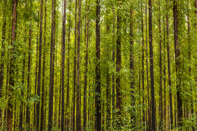 Eucalyptus forest