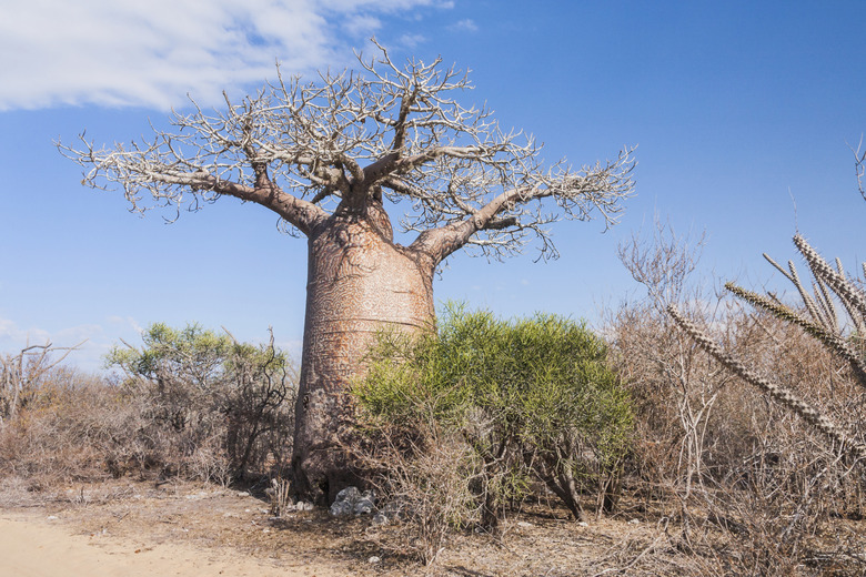 Baobab tree and savanna